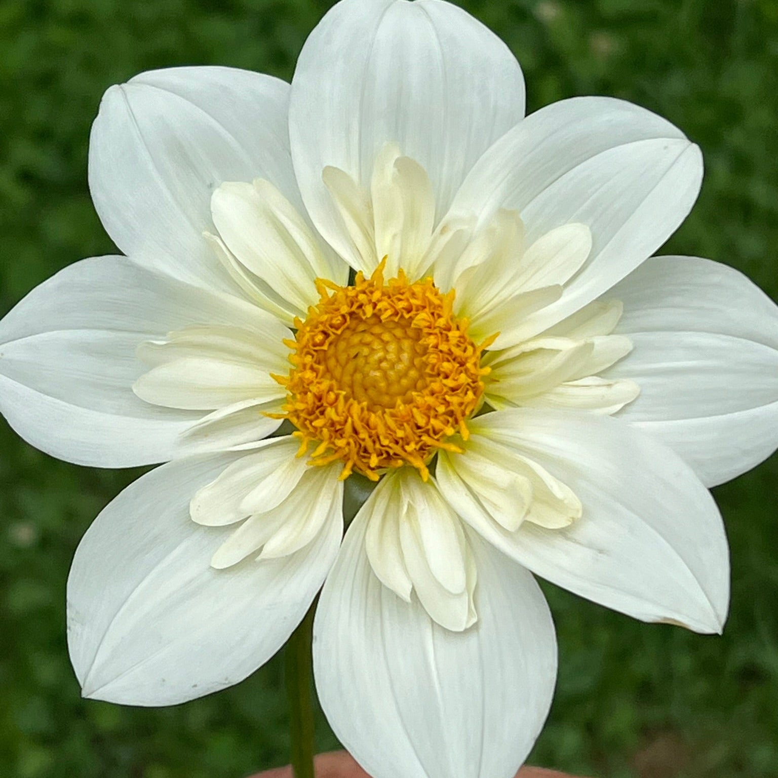 Dahlia tuber - Fairfield Frost