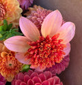 Dahlia tuber - Totally Tangerine