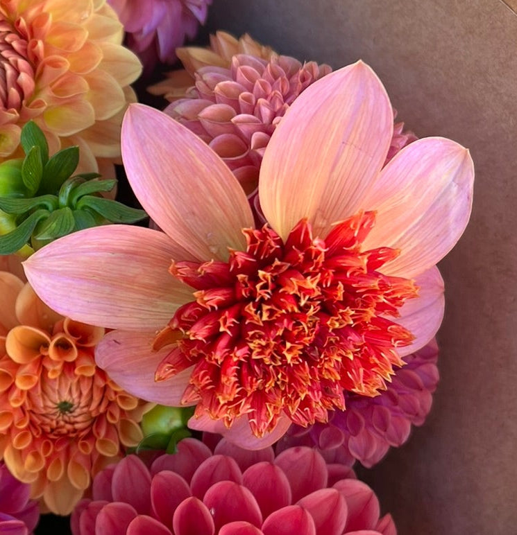 Dahlia tuber - Totally Tangerine