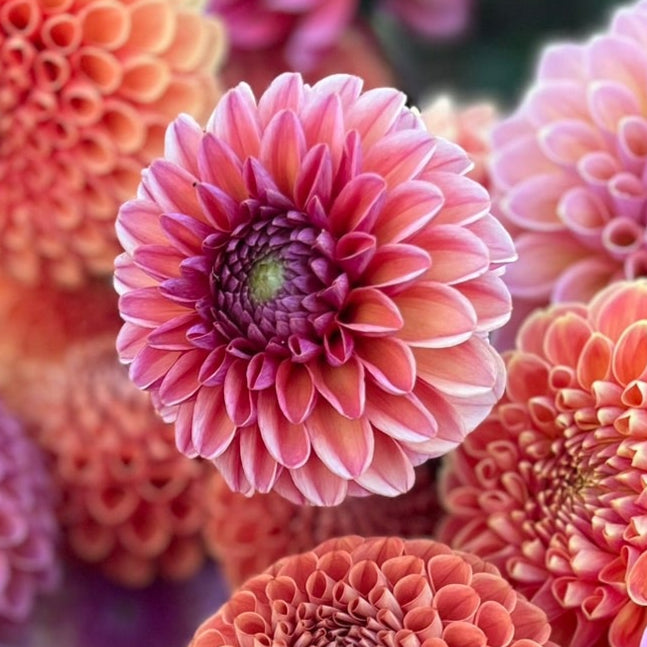 Dahlia tuber - Daisy Duke