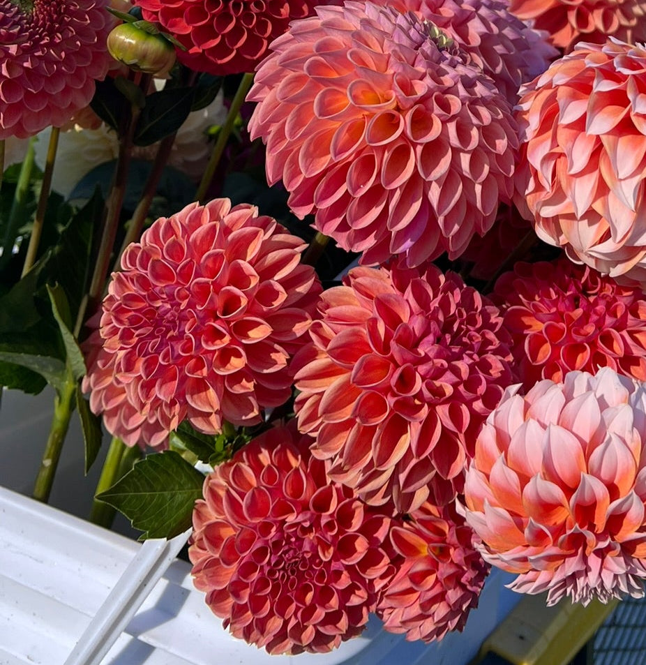 Dahlia tuber - Snoho jojo