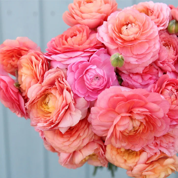 French Ranunculus Seeds - FRIANDINE SALMON