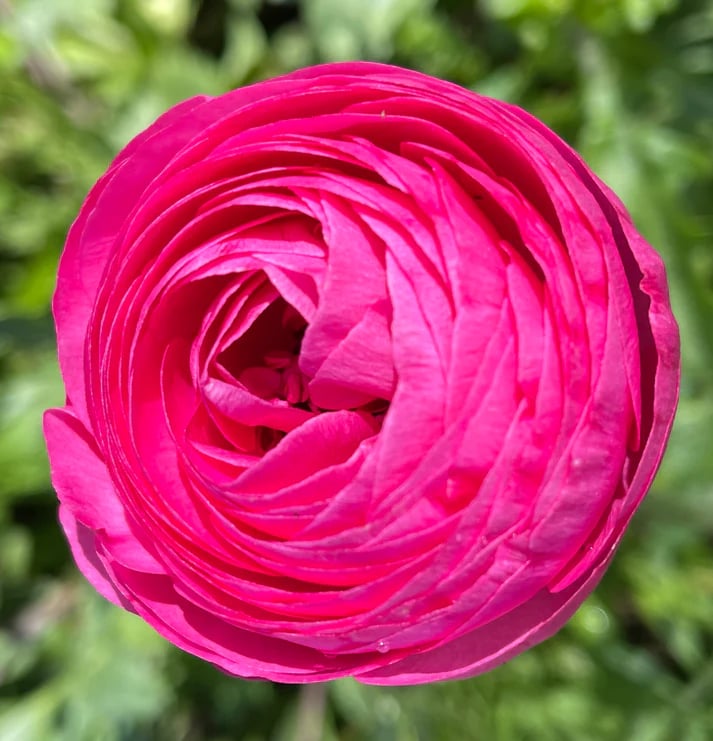 Italian Ranunculus Seeds - HOT PINK