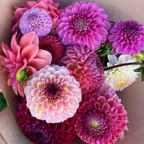 Dahlia Seasonal Bouquet