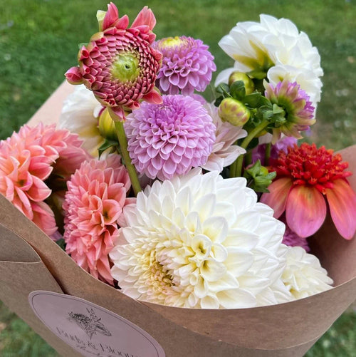 Dahlia Seasonal Bouquet