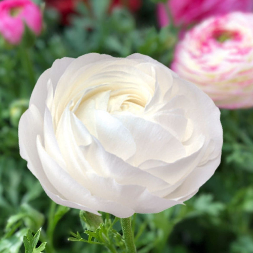 Italian Ranunculus Seeds - BIANCO 2