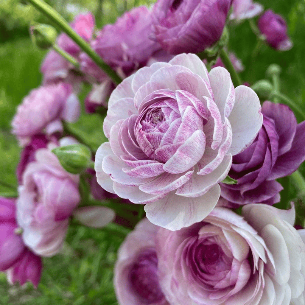 French Ranunculus Seeds - AMANDINE PURPLE JEAN