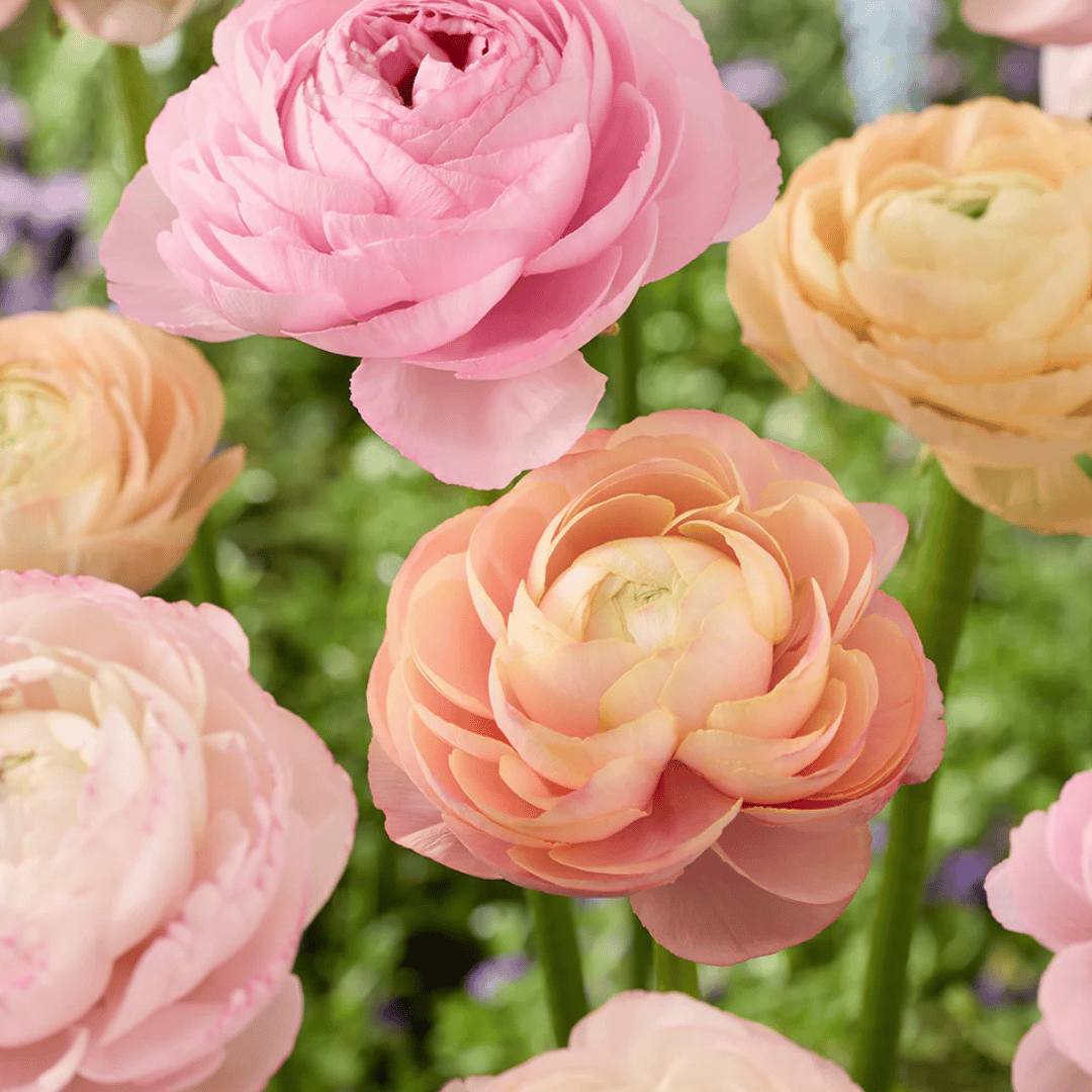 French Ranunculus Seeds - PAULINE PASTEL