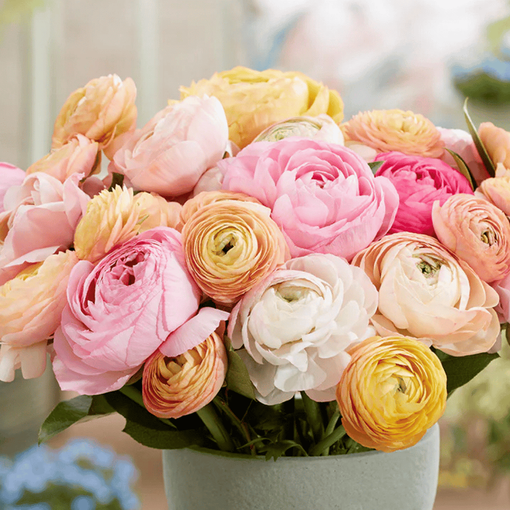 French Ranunculus Seeds - PAULINE PASTEL