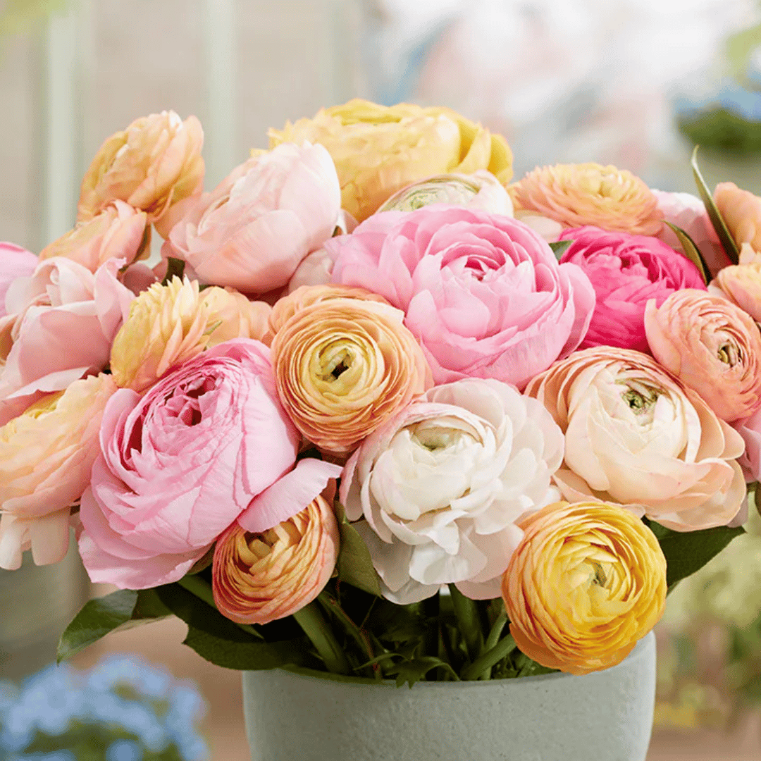 French Ranunculus Seeds - PAULINE PASTEL