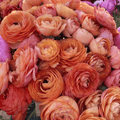 French Ranunculus Seeds - LA BELLE CHAMPAGNE
