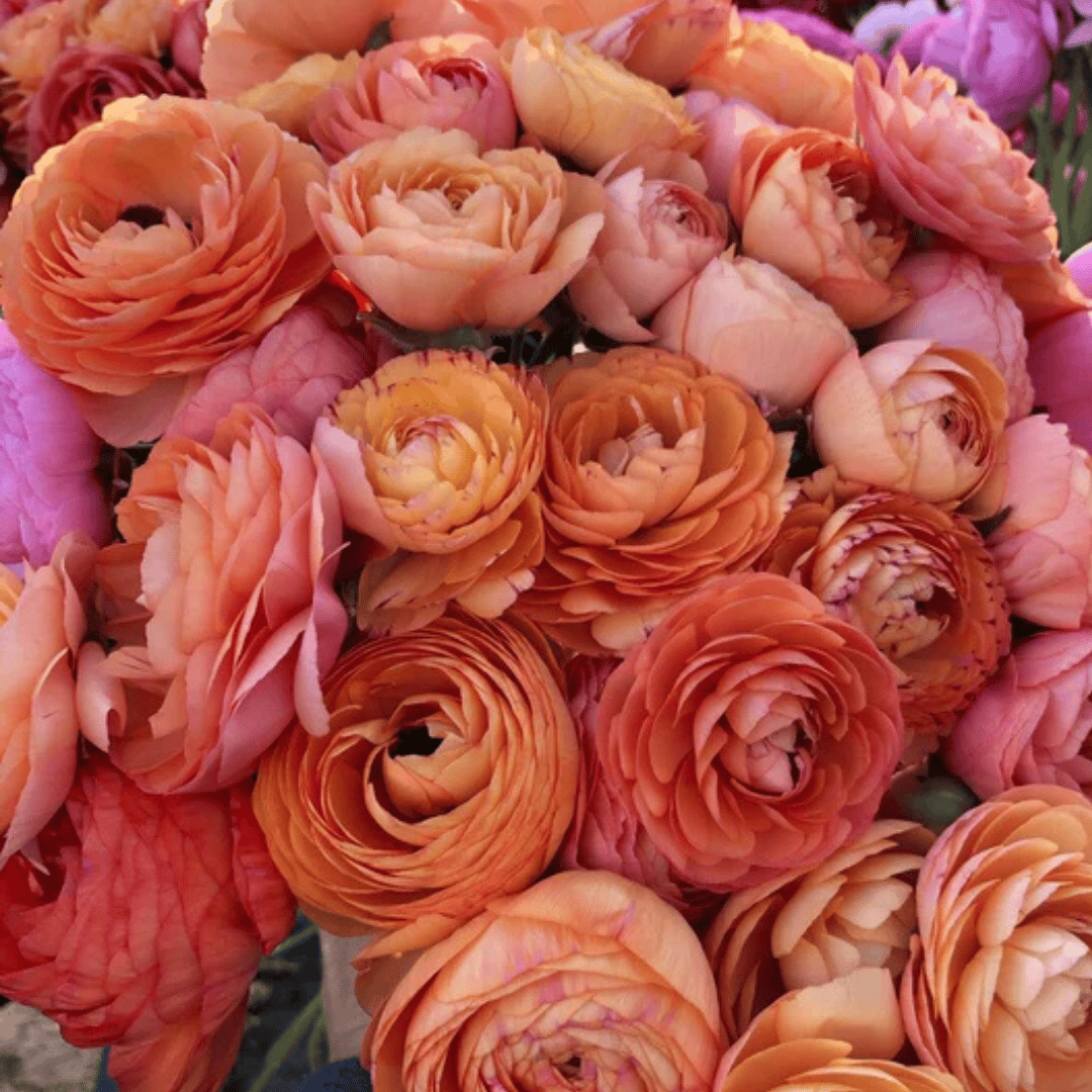 French Ranunculus Seeds - LA BELLE CHAMPAGNE – Buds and Blooms Flower Farm