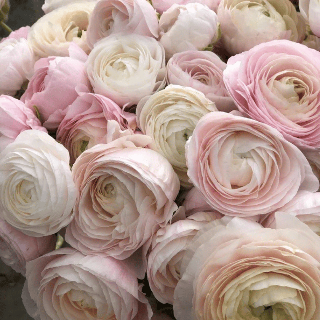French Ranunculus Seeds - CHAMALLOW – Buds and Blooms Flower Farm