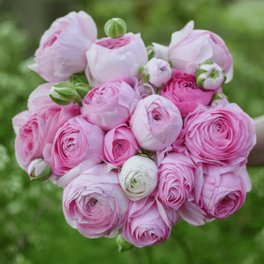 French Ranunculus Seeds - MARSHMALLOW