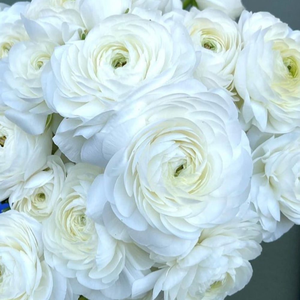 Italian Ranunculus Seeds - BIANCO 1