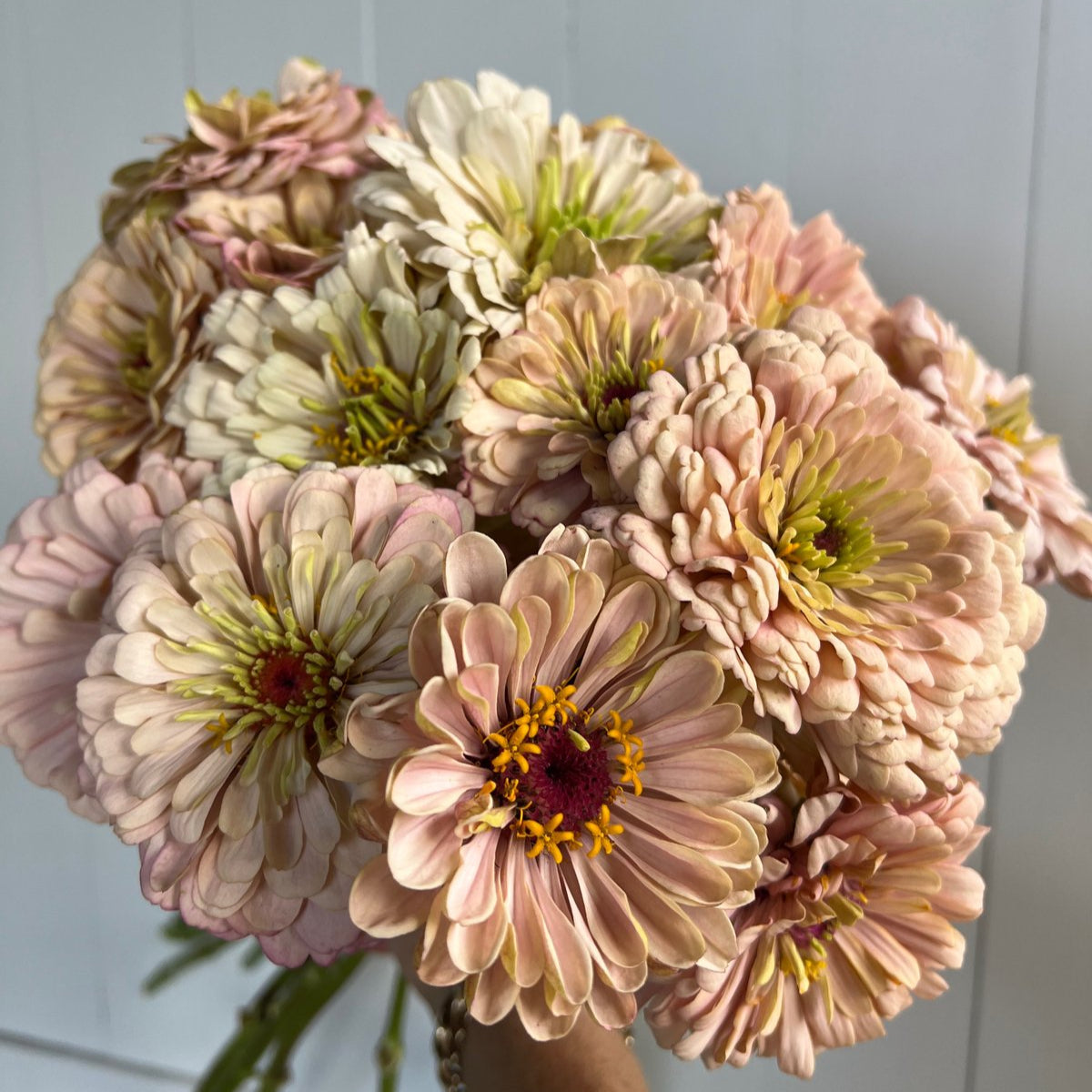 Zinnia Seeds - Buds and Blooms Farm Blend