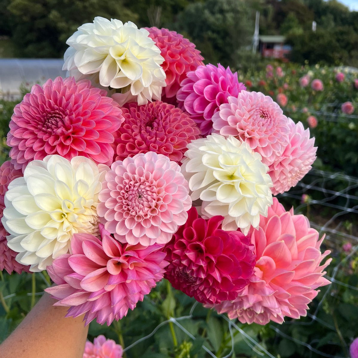 Dahlia Seeds - Buds and Blooms Farm Blend