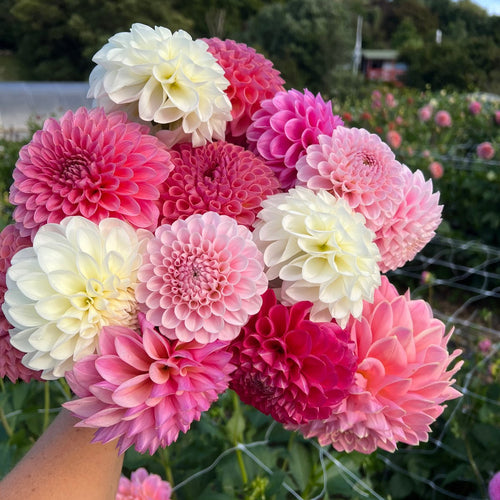 Dahlia Seeds - Buds and Blooms Farm Blend