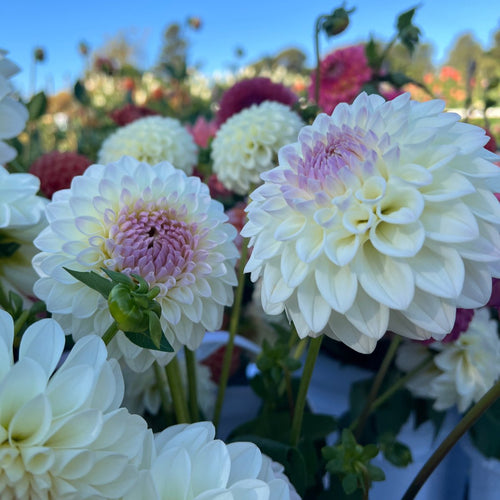 Dahlia Seeds - Buds and Blooms Farm Blend