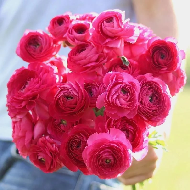Italian Ranunculus Seeds - HOT PINK