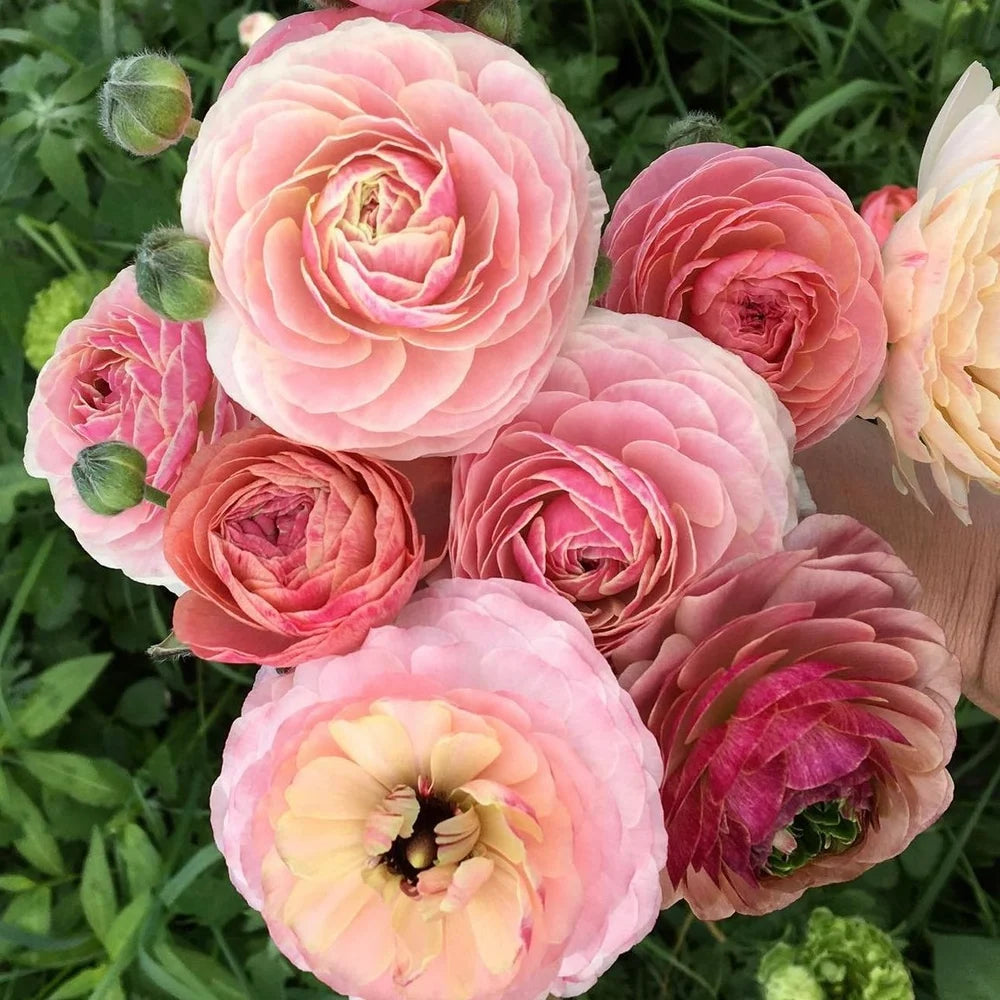 French Ranunculus Seeds - PORCELAINE