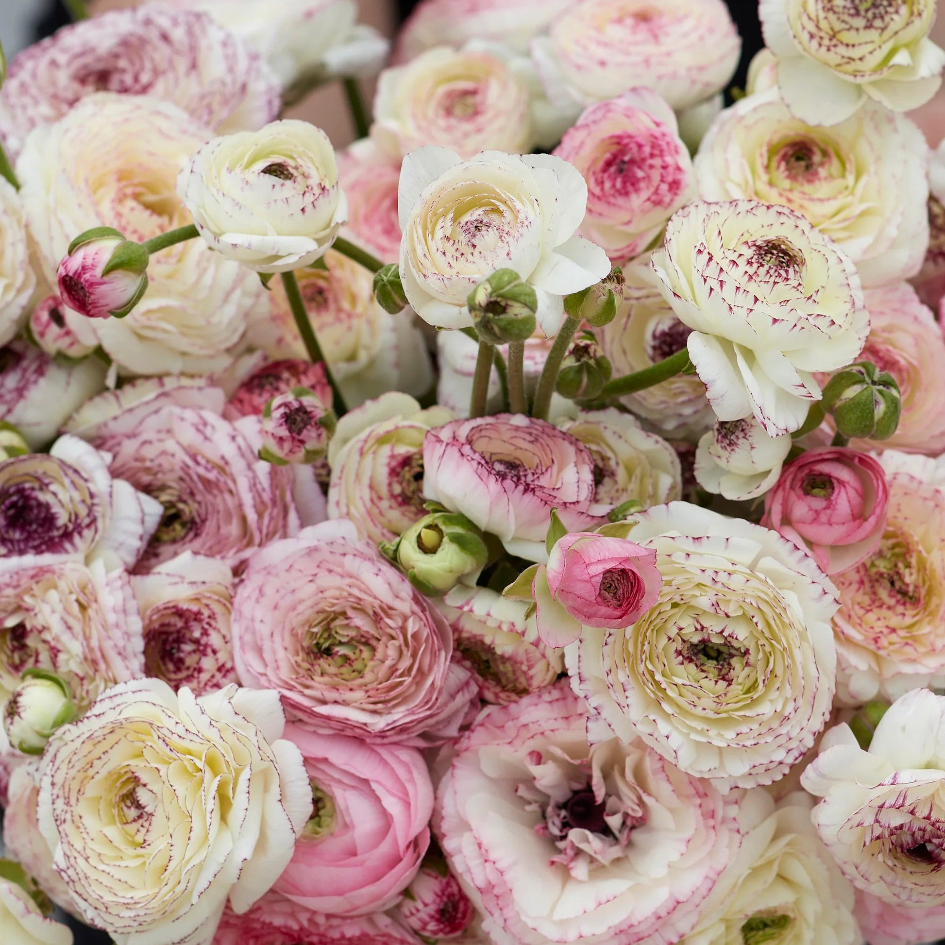 French Ranunculus Seeds - FRIANDINE WHITE PICOTEE