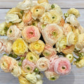 French Ranunculus Seeds - PASTEL WEDDING